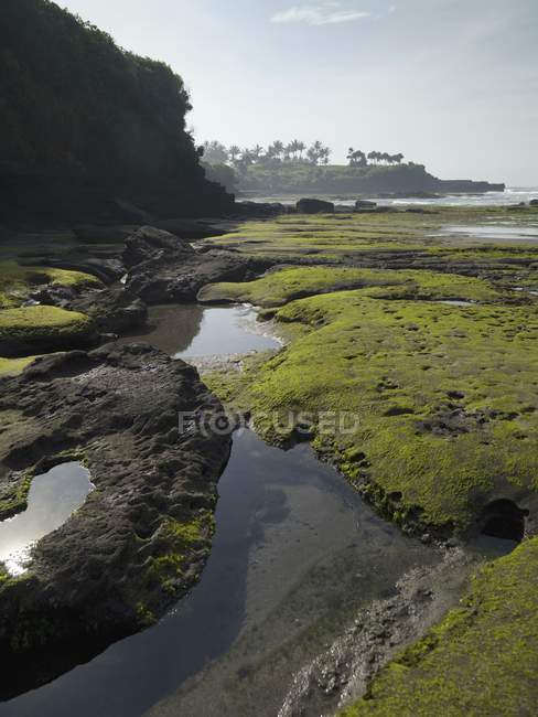 View of puddles and moss — Stock Photo