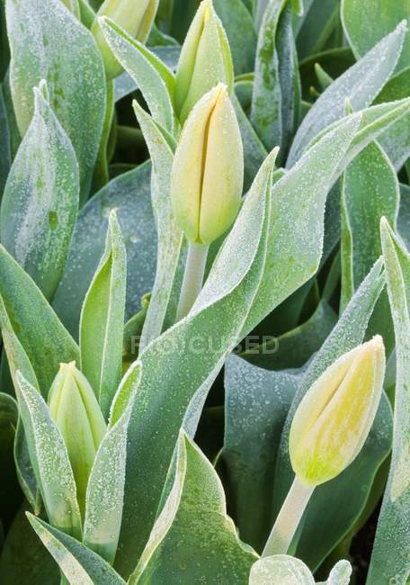 Tulipes givrées — Photo de stock