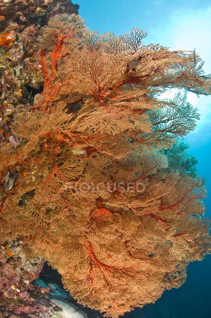 Grandes abanicos del mar gorgoniano bajo el agua - foto de stock