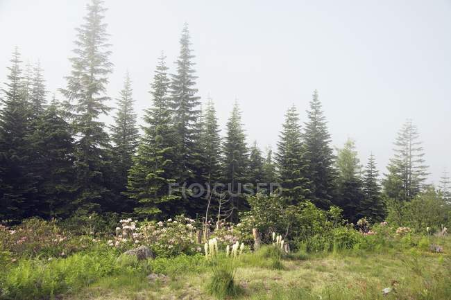 Foggy Forest avec herbe verte — Photo de stock
