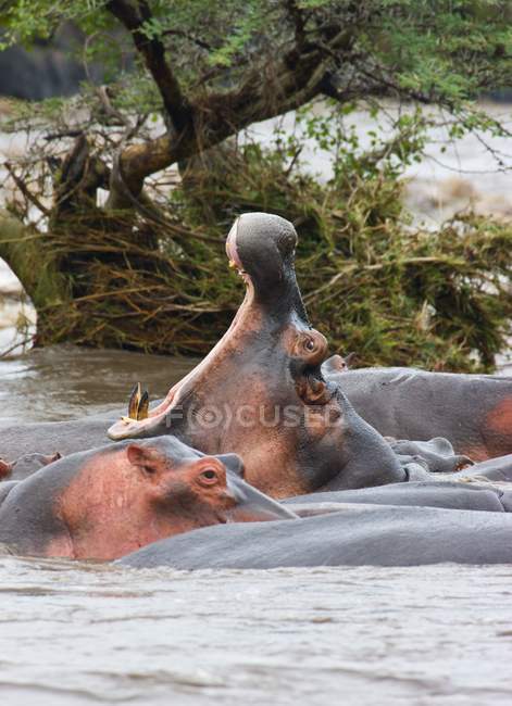Gähnendes Nilpferd im Serengeti-Nationalpark — Stockfoto