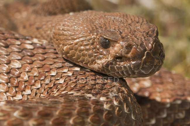 Primo piano di Red-Diamond Rattlesnake — Foto stock