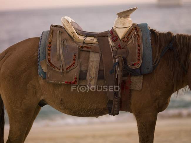 Cavalo com sela ao ar livre — Fotografia de Stock