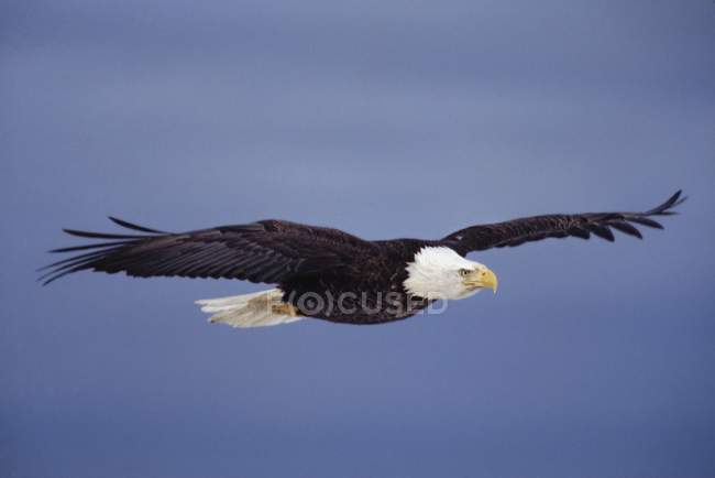 Águia careca em voo — Fotografia de Stock