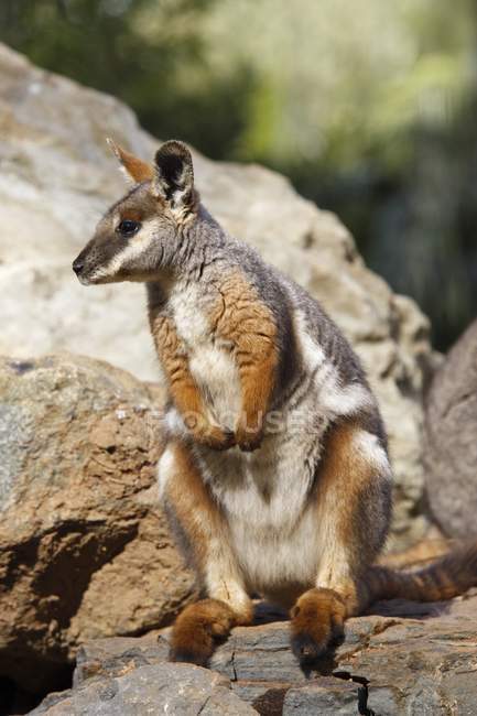 Wallaby di roccia con zampe gialle — Foto stock