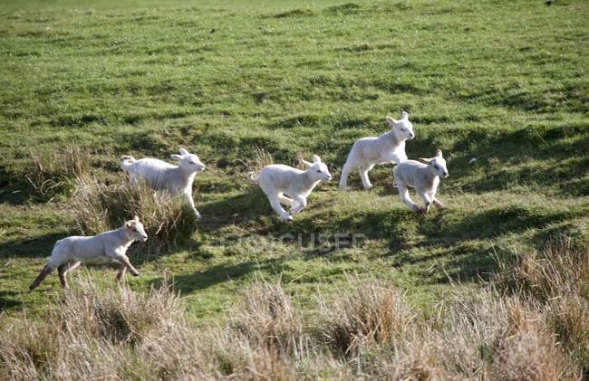 Lambs Running on green field — Stock Photo
