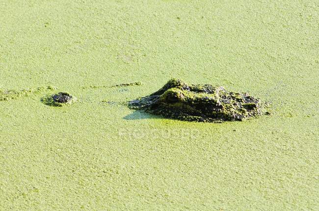 Alligator in moss swimming — Stock Photo
