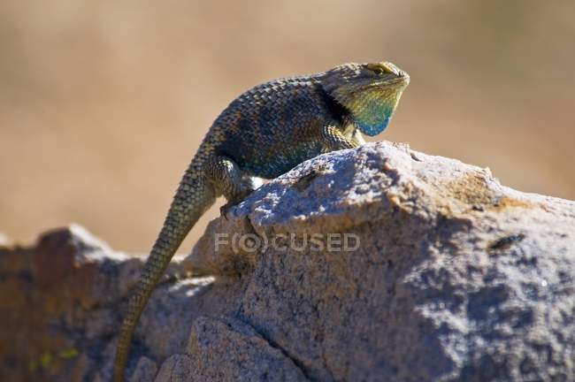 Lucertola spinosa del deserto maschile — Foto stock