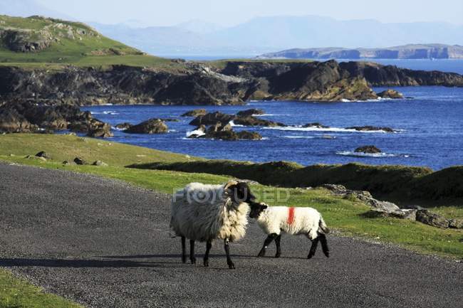 Schafe, Achill Island, County Mayo — Stockfoto
