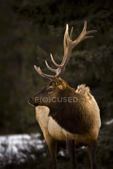 Bull Elk Дивлячись На Сторону — стокове фото