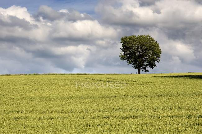 Пшеничное поле и дерево — стоковое фото
