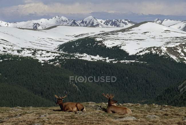 Wapiti se reposant dans la toundra alpine — Photo de stock