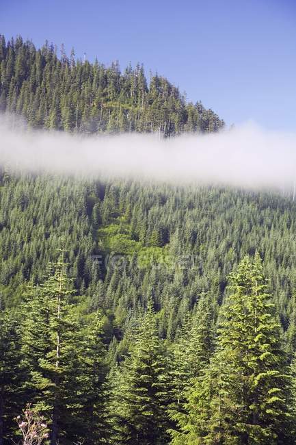 Forêt cime des arbres et ciel bleu — Photo de stock