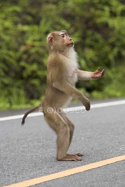 Као Яй Національний парк, Таїланд, Азії; Мавпа Begging стоїть на дорозі — стокове фото