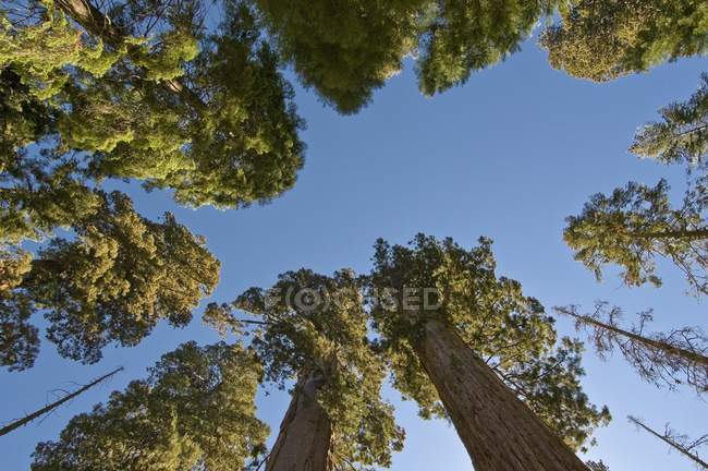 Sequoia Trees In Sequoia National Park — Stock Photo