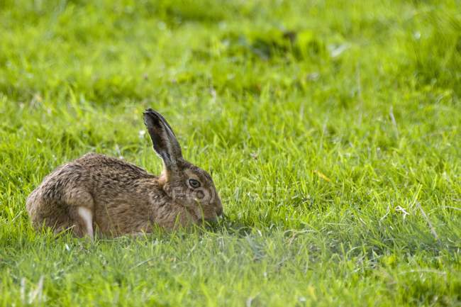 Hare In green Grass — Stock Photo