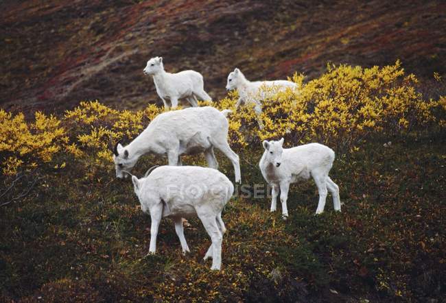 Dall Schafe, Mutterschafe mit Lämmern auf Herbst-Tundra — Stockfoto