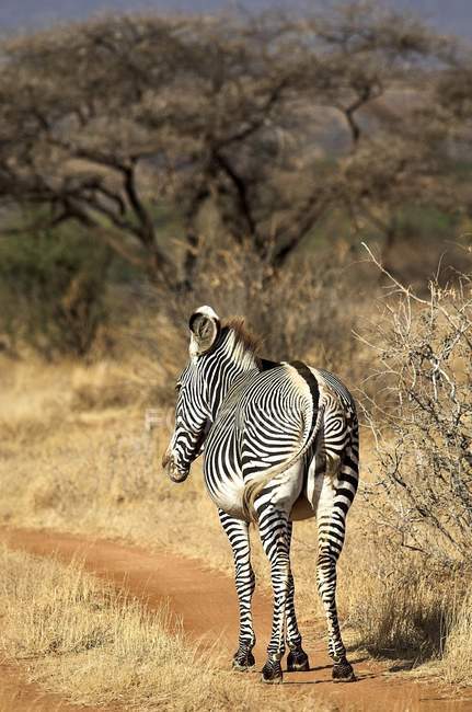 Grevy Zebra in piedi sul campo — Foto stock