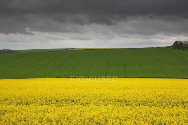 Campos agrícolas, Inglaterra - foto de stock