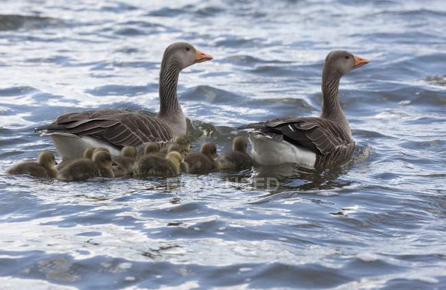 Семья гусей на воде — стоковое фото