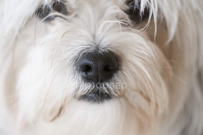 Hocico de un perro blanco - foto de stock