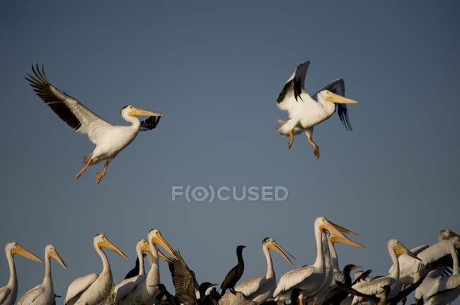American White Pelican — Stock Photo
