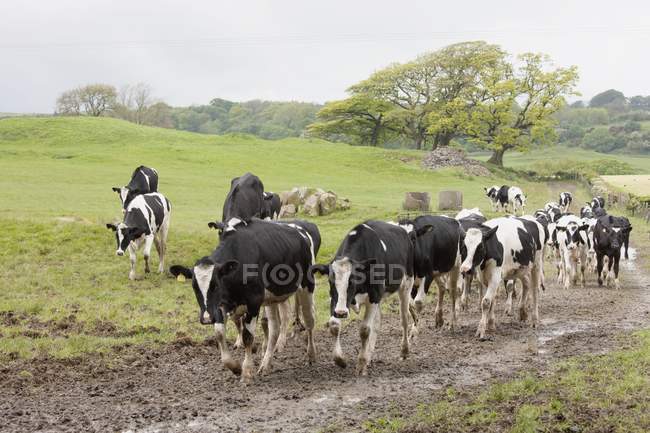 Rinder gehen auf Pfad — Stockfoto