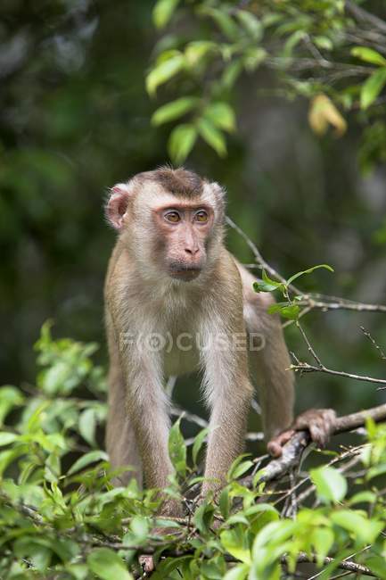 Affe im Khao yai Nationalpark — Stockfoto
