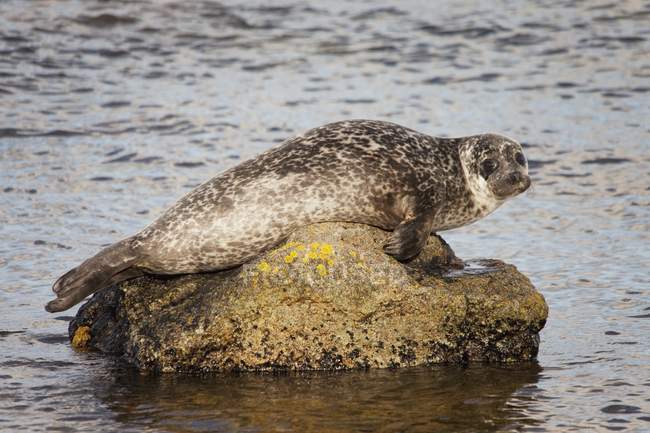 Seal laying On Rock — Stock Photo