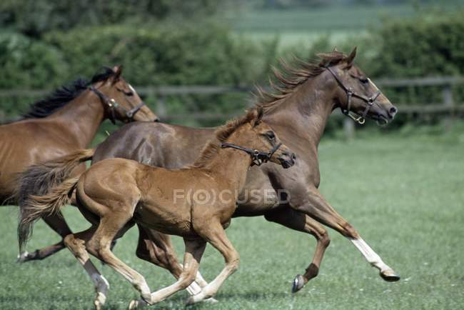 Caballos de raza pura corriendo - foto de stock
