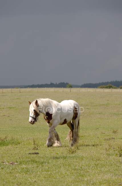 Clydesdale Pferd weidet auf Feld — Stockfoto