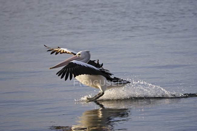 Australien pélican atterrissage sur l'eau — Photo de stock