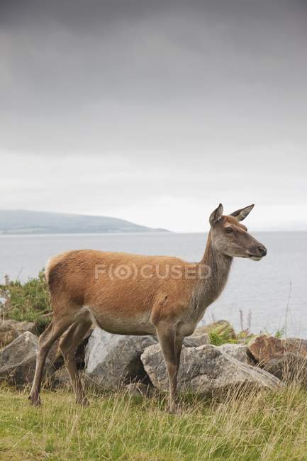 Hirsche auf der Insel Arranan — Stockfoto
