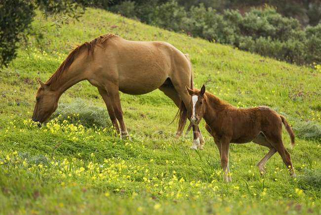 Лошадь и жеребенок пасутся на лугу — стоковое фото