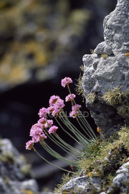 Fleurs sauvages rose-mer — Photo de stock