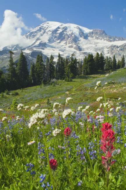 Mount Rainier National Park — Stock Photo