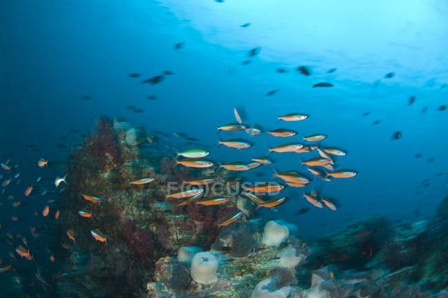 Escolaridade Peixes na água — Fotografia de Stock