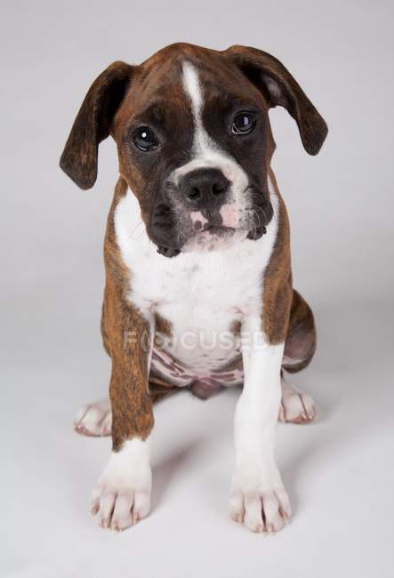 Portrait Of A Dog on white — Stock Photo