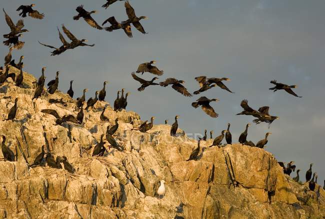 Vögel sitzen auf Felsen — Stockfoto