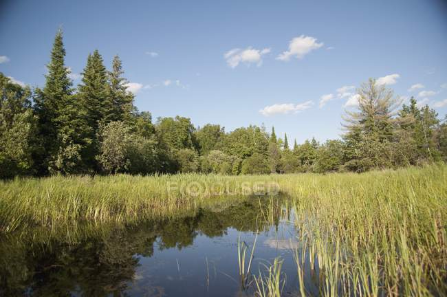 Lago de Bosques em Ontário — Fotografia de Stock