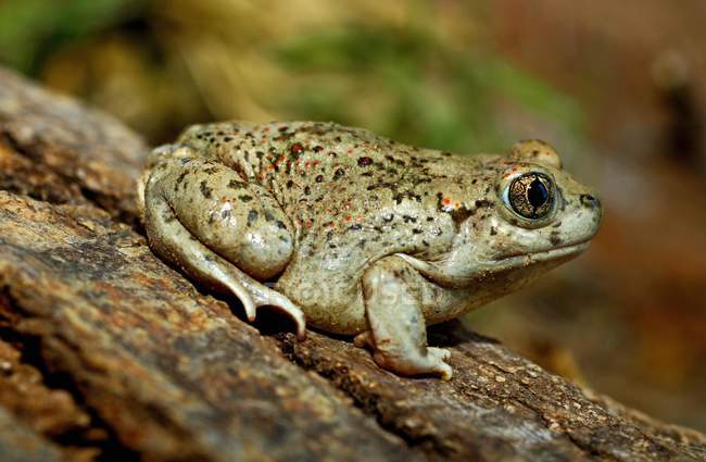 A Southern Spadefoot Toad — Stock Photo