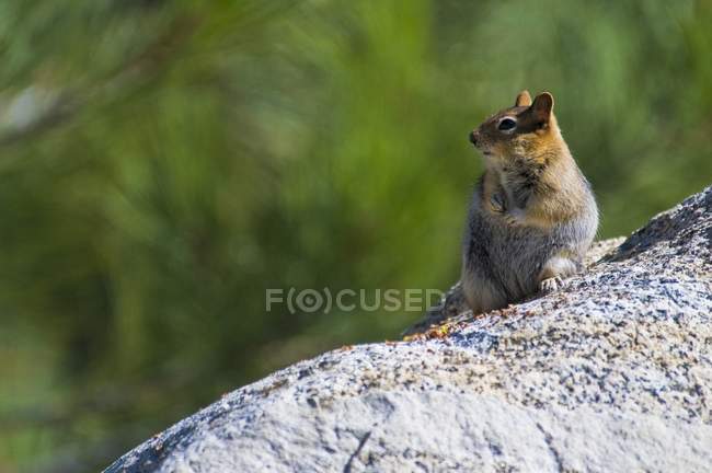Écureuil des champs à manteau doré — Photo de stock
