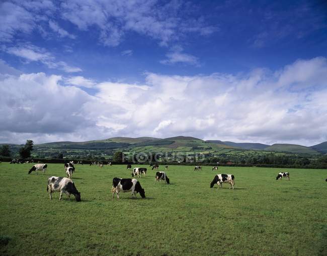Frische Rinder auf der Weide — Stockfoto