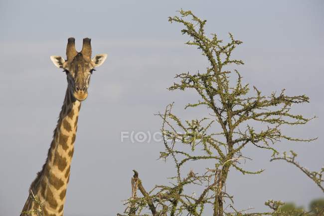Masai Girafa ao lado de uma árvore de acácia — Fotografia de Stock