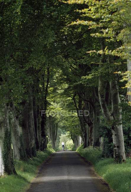 Country Road of Lough Key Forest Park — Stock Photo