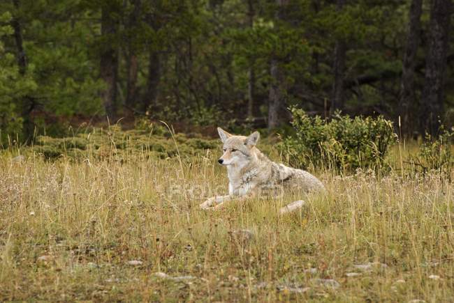 Coyote en el Parque Nacional Jasper - foto de stock