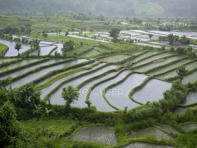 Rice Fields, Bali — Stock Photo