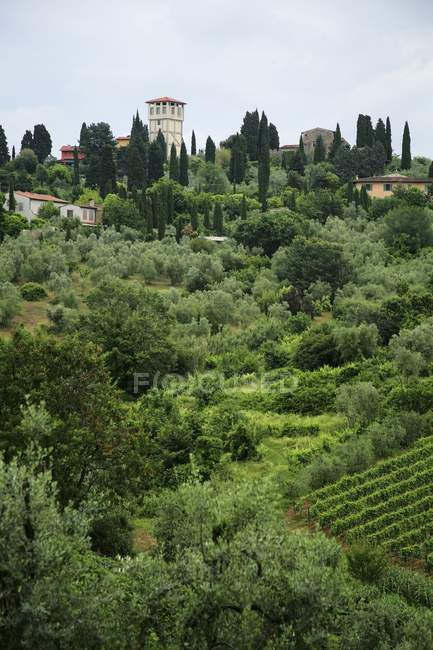 Toscana, Italia; Viñedos y Villas - foto de stock