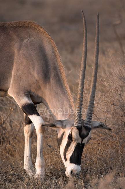 Орикс, Национальный заповедник Самбуру — стоковое фото