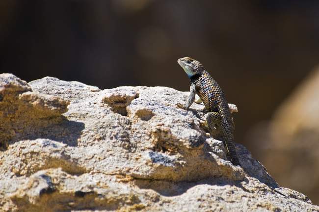 Desert Spiny Lizard — Stock Photo